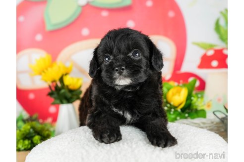 成約済の千葉県のチワプー:チワワ×トイプードル-294223