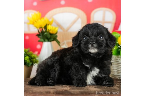 成約済の千葉県のチワプー:チワワ×トイプードル-294223の5枚目