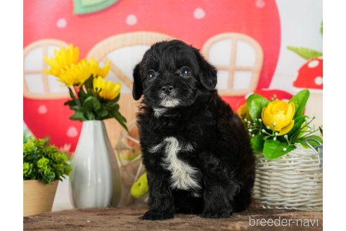 成約済の千葉県のチワプー:チワワ×トイプードル-294223の2枚目