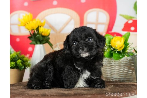 成約済の千葉県のチワプー:チワワ×トイプードル-294223の3枚目