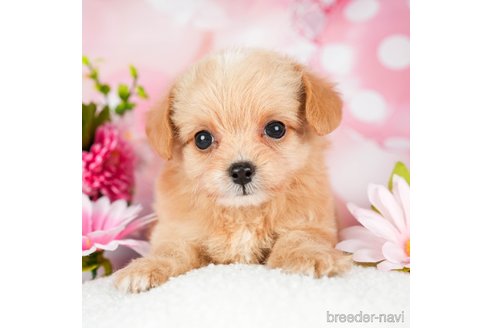 成約済の千葉県のチワプー:チワワ×トイプードル-294224