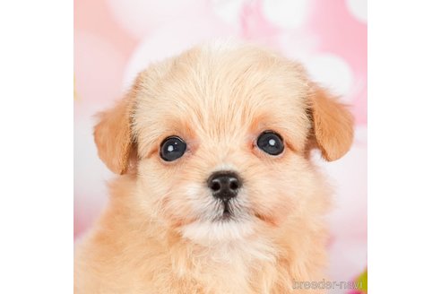 成約済の千葉県のチワプー:チワワ×トイプードル-294224の3枚目