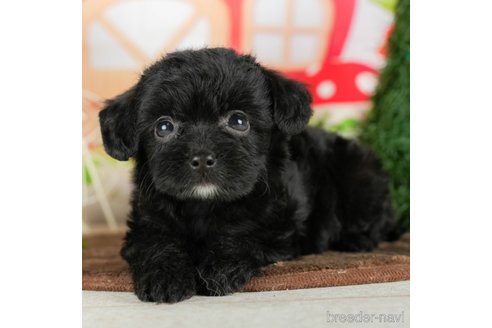 成約済の千葉県のチワプー:チワワ×トイプードル-294228の2枚目