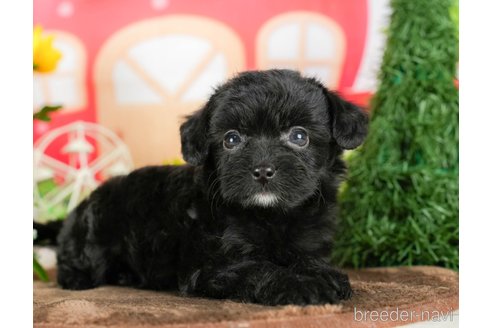 成約済の千葉県のチワプー:チワワ×トイプードル-294228の3枚目