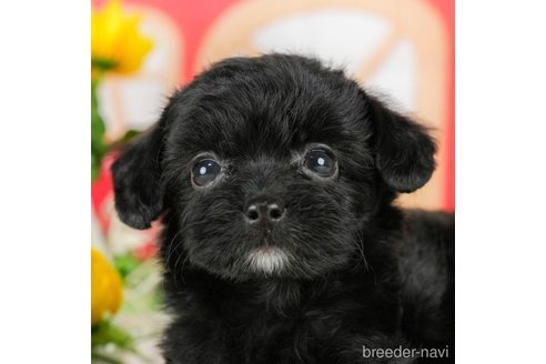 成約済の千葉県のチワプー:チワワ×トイプードル-294228