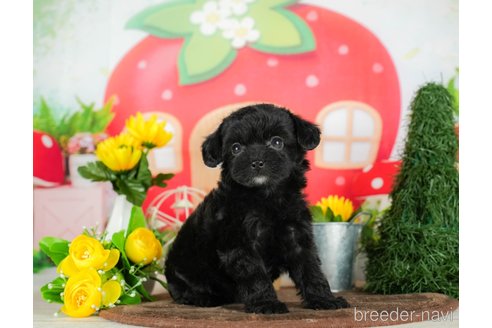 成約済の千葉県のチワプー:チワワ×トイプードル-294228の4枚目