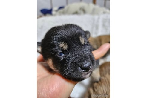成約済の広島県の豆柴-294339の2枚目