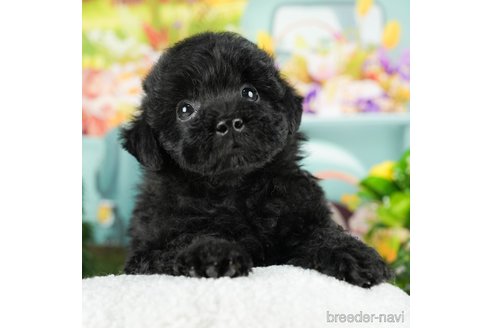 成約済の千葉県のトイプードル-294362