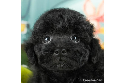 成約済の千葉県のトイプードル-294362の2枚目