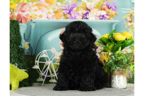 成約済の千葉県のトイプードル-294362の4枚目