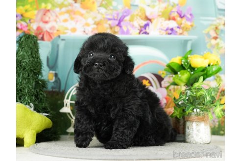 成約済の千葉県のトイプードル-294362の3枚目