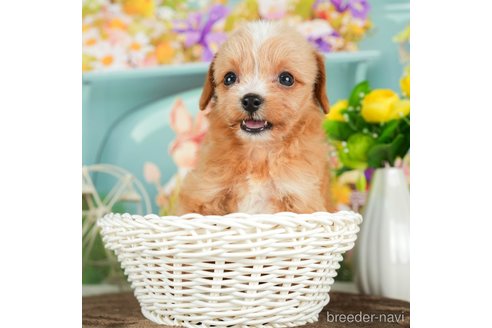 成約済の千葉県のチワプー:チワワ×トイプードル-294370の3枚目