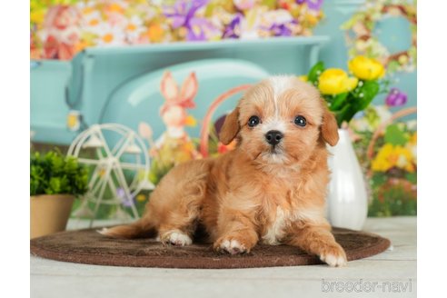 成約済の千葉県のチワプー:チワワ×トイプードル-294370の5枚目