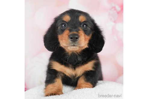 成約済の千葉県のミニチュアダックスフンド(ロングヘアード)-294372の1枚目