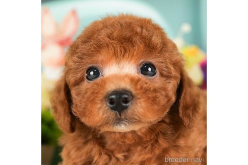 成約済の千葉県のトイプードル-294373の1枚目