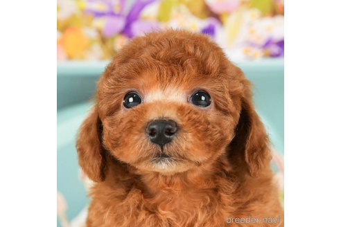 成約済の千葉県のトイプードル-294373の5枚目