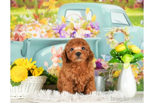 成約済の千葉県のトイプードル-294373の2枚目