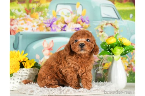 成約済の千葉県のトイプードル-294373の3枚目