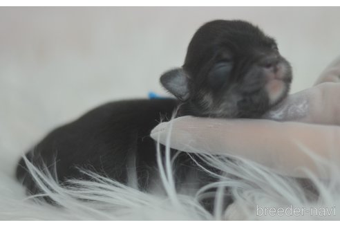 成約済の埼玉県のチワワ(ロングコート)-294374の26枚目