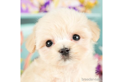 成約済の千葉県のマルプー:マルチーズ×トイプードル-294375の2枚目