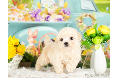 成約済の千葉県のマルプー:マルチーズ×トイプードル-294375の3枚目