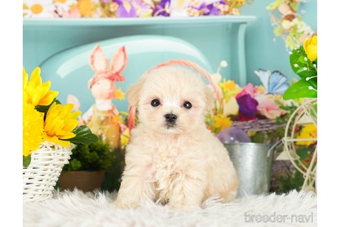 成約済の千葉県のマルプー:マルチーズ×トイプードル-294375の4枚目