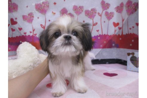 成約済の鳥取県のミックス犬-273095の2枚目