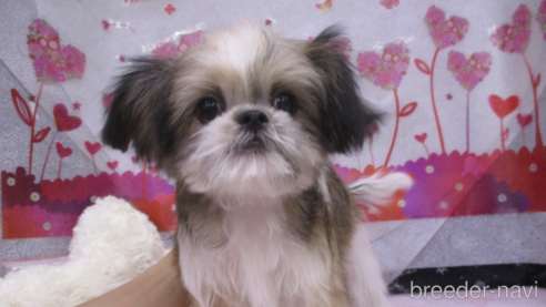 成約済の鳥取県のミックス犬-273095の1枚目