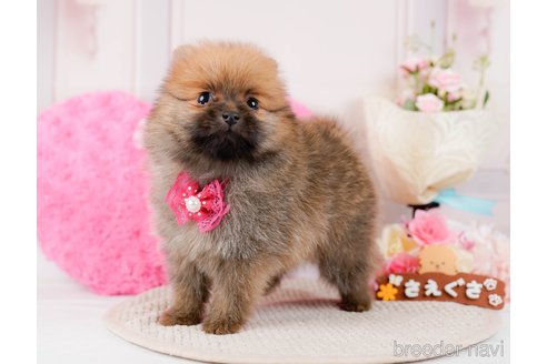 成約済の神奈川県のポメラニアン-294445の6枚目