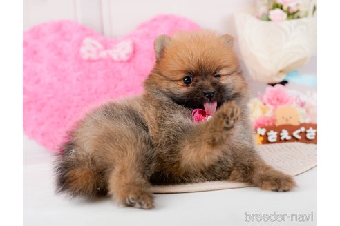 成約済の神奈川県のポメラニアン-294445の7枚目