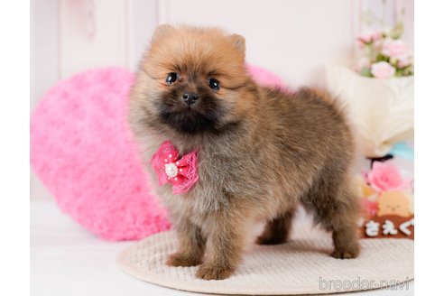 成約済の神奈川県のポメラニアン-294445の8枚目