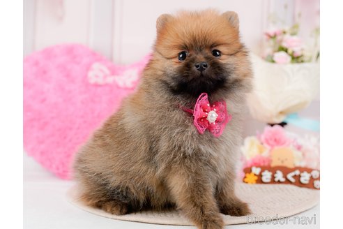 成約済の神奈川県のポメラニアン-294445