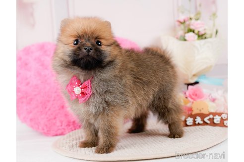 成約済の神奈川県のポメラニアン-294445の4枚目