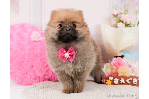 成約済の神奈川県のポメラニアン-294445の3枚目