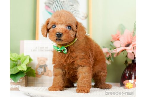 成約済の神奈川県のトイプードル-294448の10枚目