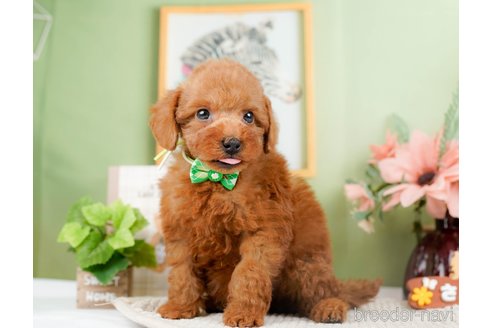 成約済の神奈川県のトイプードル-294448の12枚目