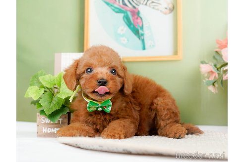 成約済の神奈川県のトイプードル-294448の13枚目