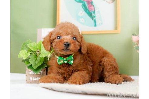 成約済の神奈川県のトイプードル-294448の14枚目