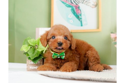 成約済の神奈川県のトイプードル-294448の15枚目