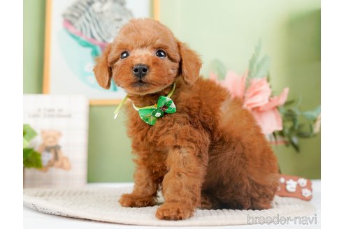 成約済の神奈川県のトイプードル-294448の5枚目