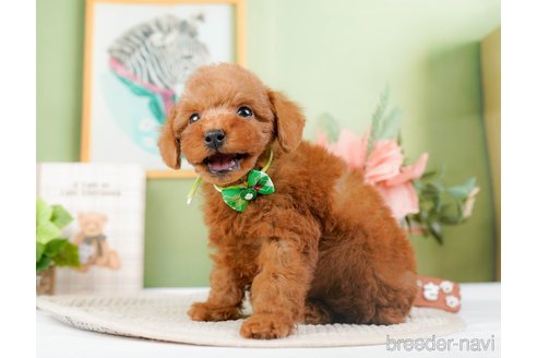 成約済の神奈川県のトイプードル-294448の6枚目