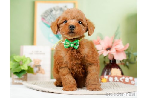 成約済の神奈川県のトイプードル-294448の8枚目