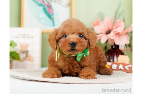 成約済の神奈川県のトイプードル-294448の4枚目