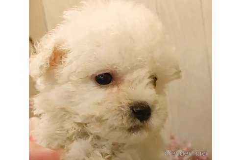 成約済の愛知県のビションフリーゼ-294452の4枚目