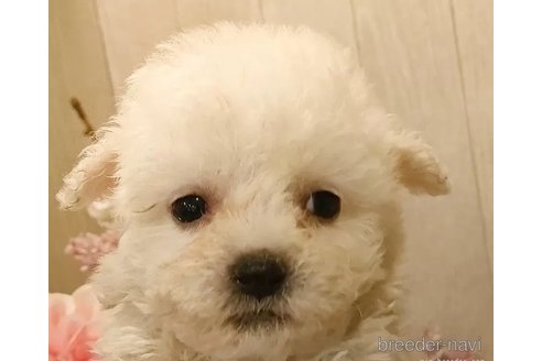 成約済の愛知県のビションフリーゼ-294452の3枚目