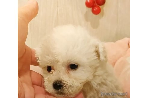 成約済の愛知県のビションフリーゼ-294452の2枚目