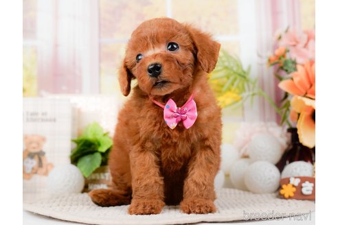 成約済の神奈川県のトイプードル-294451の9枚目