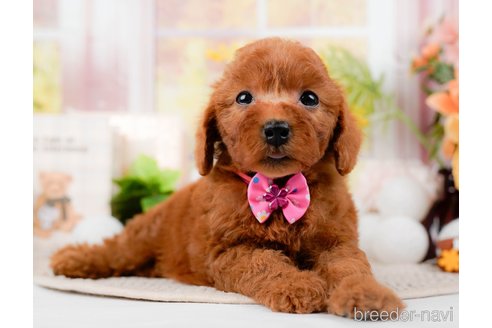 成約済の神奈川県のトイプードル-294451の4枚目