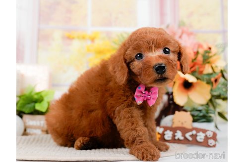 成約済の神奈川県のトイプードル-294451の3枚目