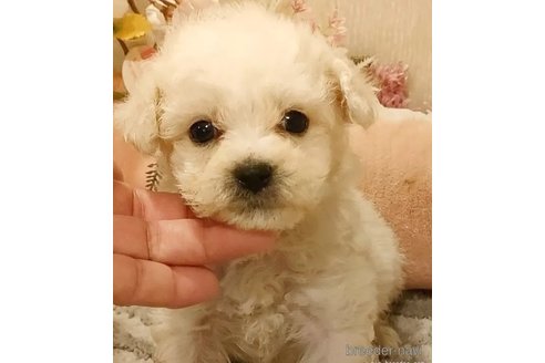 成約済の愛知県のビションフリーゼ-294453の4枚目